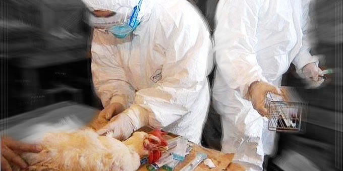 Organizaciones chilotas critican duramente circular del SAG que promueve eutanasia en especies sospechosas de portar gripe aviar, sin hacerles pruebas para comprobar contagio