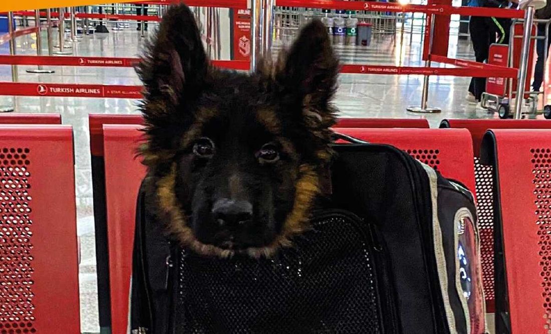 Desde Turquía llega cachorrito pastor alemán tras la muerte de Proteo