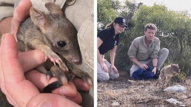 Después de 100 años, mini canguros regresan a Australia (FOTOS)