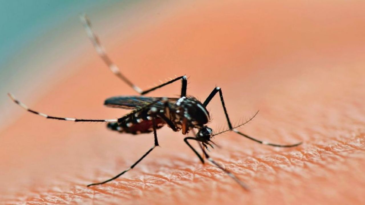 Puebla supera los 2 mil 500 casos de dengue