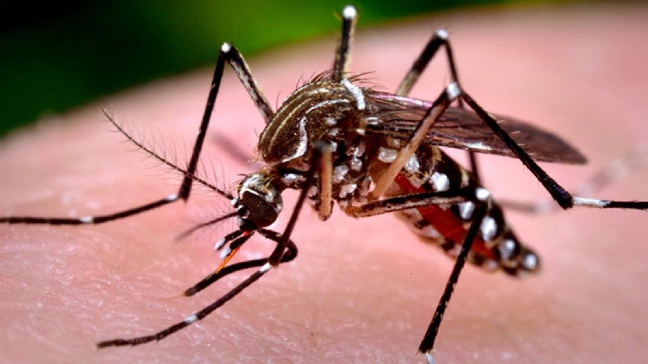 Llaman a la población a evitar mantener focos de agua estancada por riesgo de presencia del mosquito del dengue