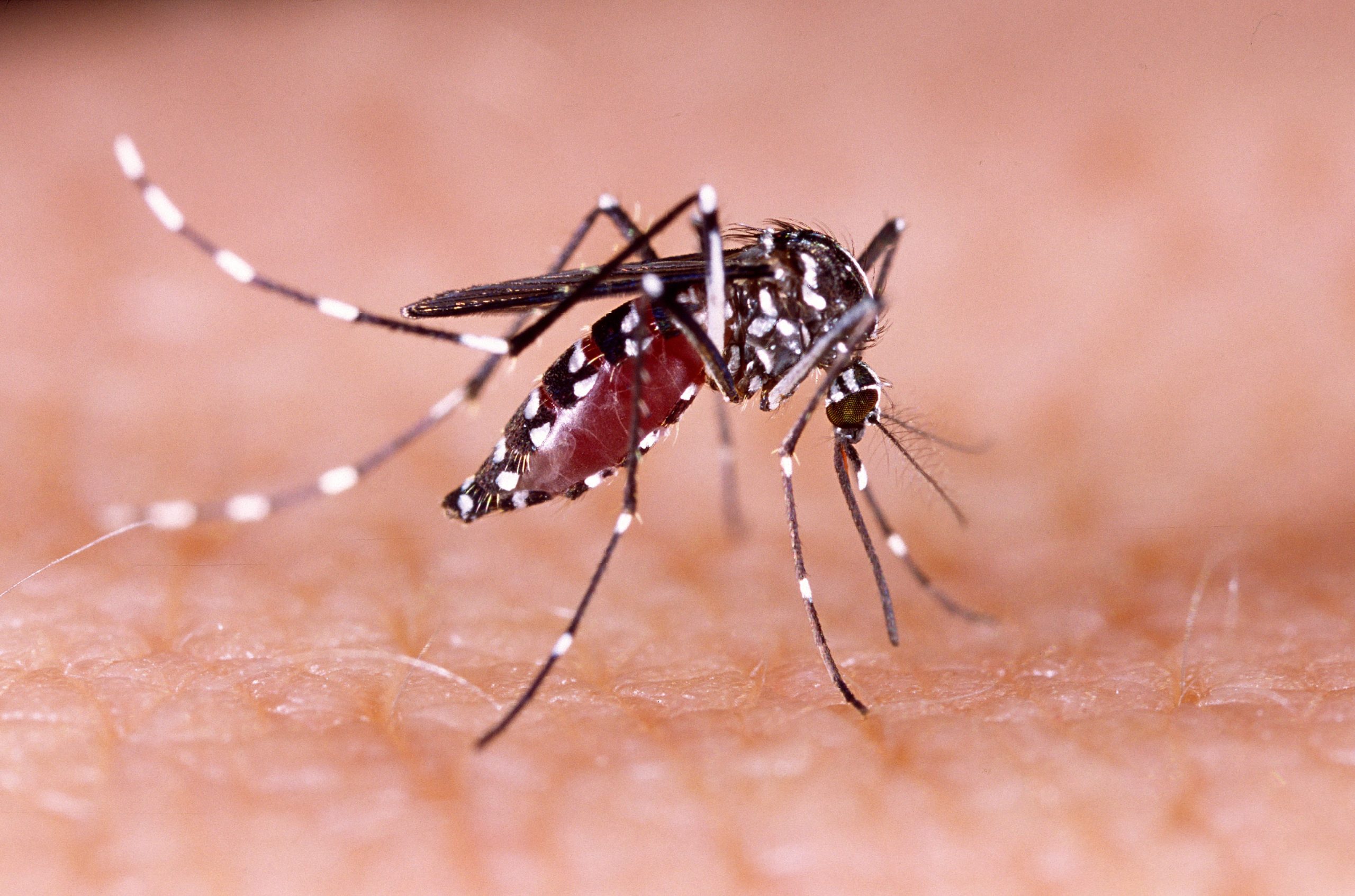 Científicos construyen una «arena» de mosquitos para descubrir cómo encuentran víctimas a largas distancias
