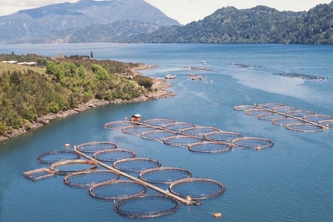 Un nuevo fiordo en área protegida se está quedando sin oxígeno: responsabilizan a operaciones salmoneras