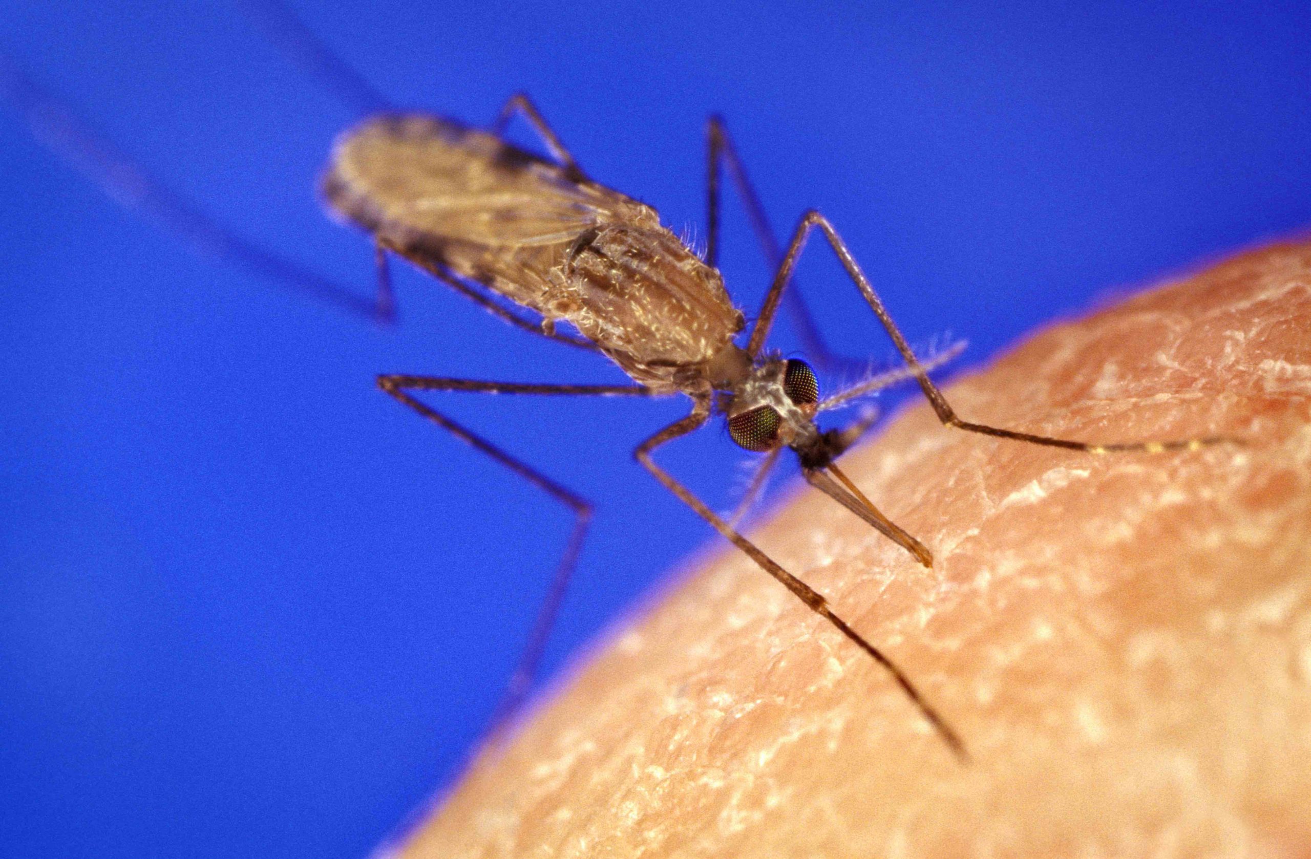 Académica vincula hallazgo de mosquito transmisor de enfermedades virales con el cambio climático