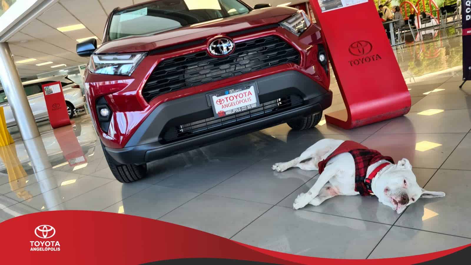 Conoce a Toyo, el perrito que pasó de ser callejero a ser jefe de ...