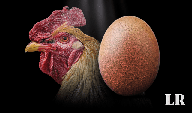 «¿Qué fue primero, el huevo o la gallina?»: Por fin los científicos responden la pregunta