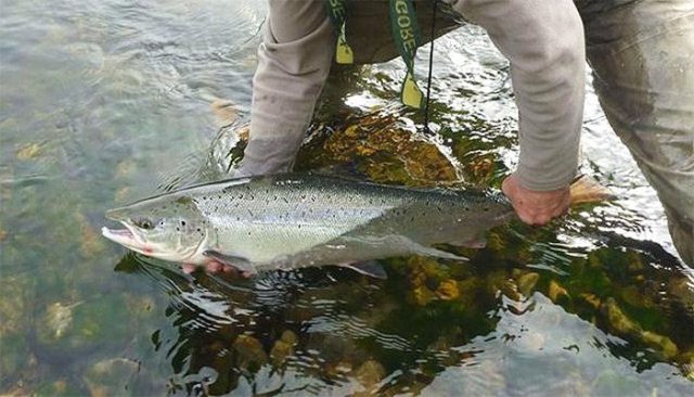 Dejar de comer peces, un paso para salvar los océanos