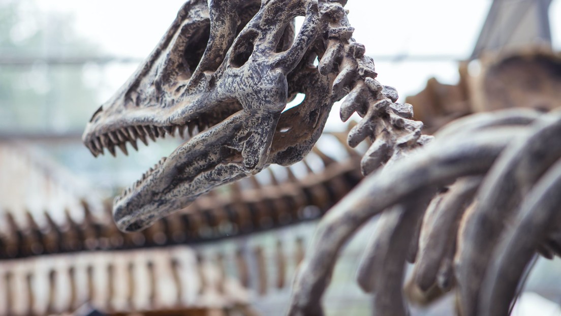 Hallazgo de una nueva especie de dinosaurio en China