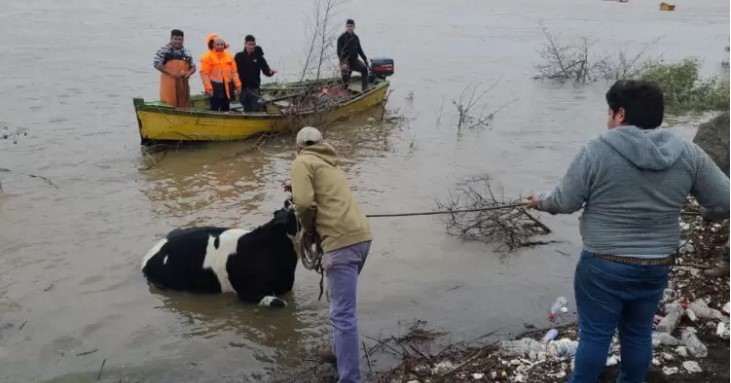 Vecinos rescatan animales atrapados por las fuertes lluvias en San Pedro de la Paz