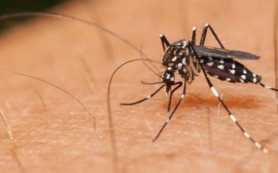 Dengue en Chile: Recomiendan a quienes viajan adoptar medidas preventivas y estar atentos a posibles síntomas