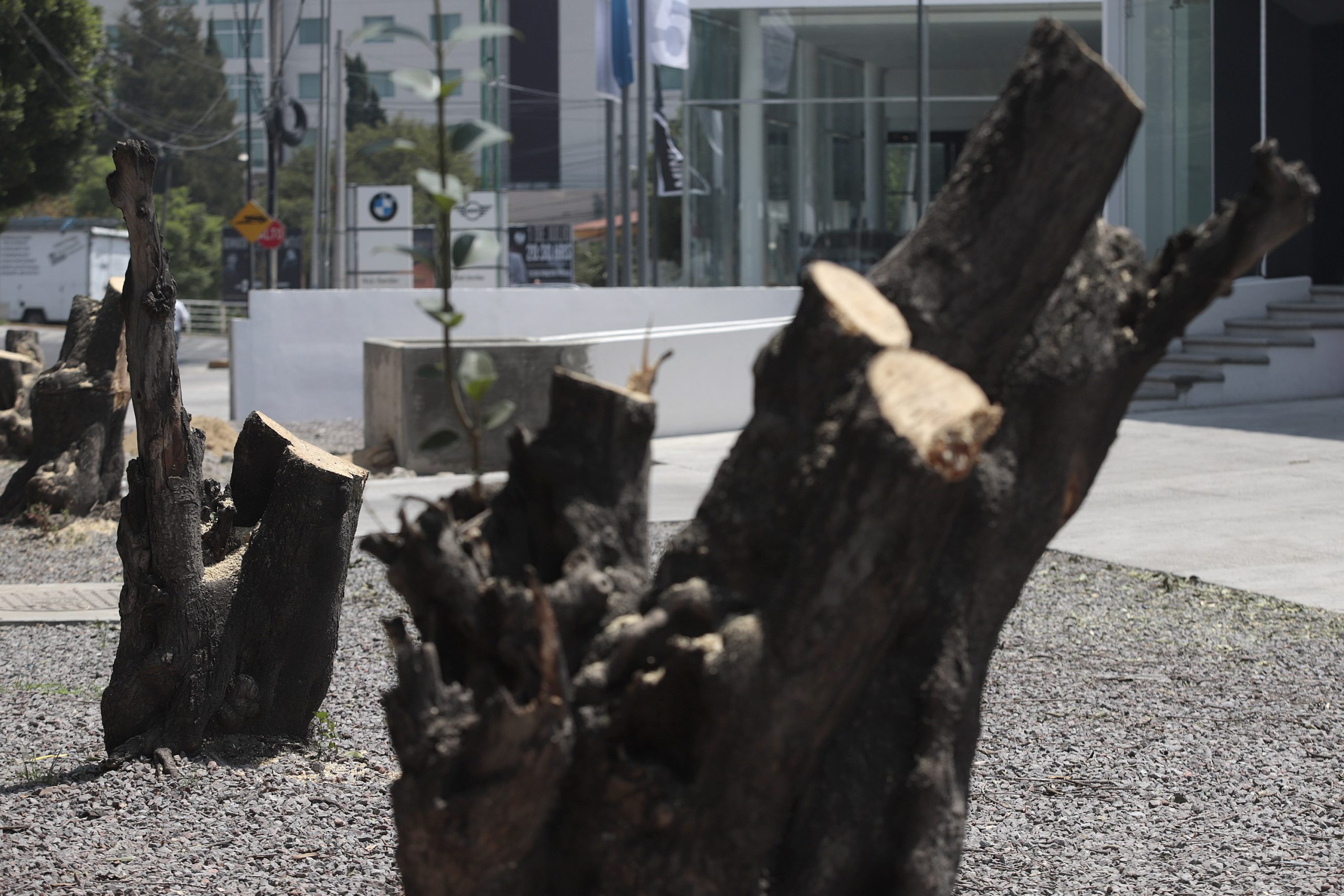 Piden remoción de funcionarios del Ayuntamiento de Puebla por mutilar árboles