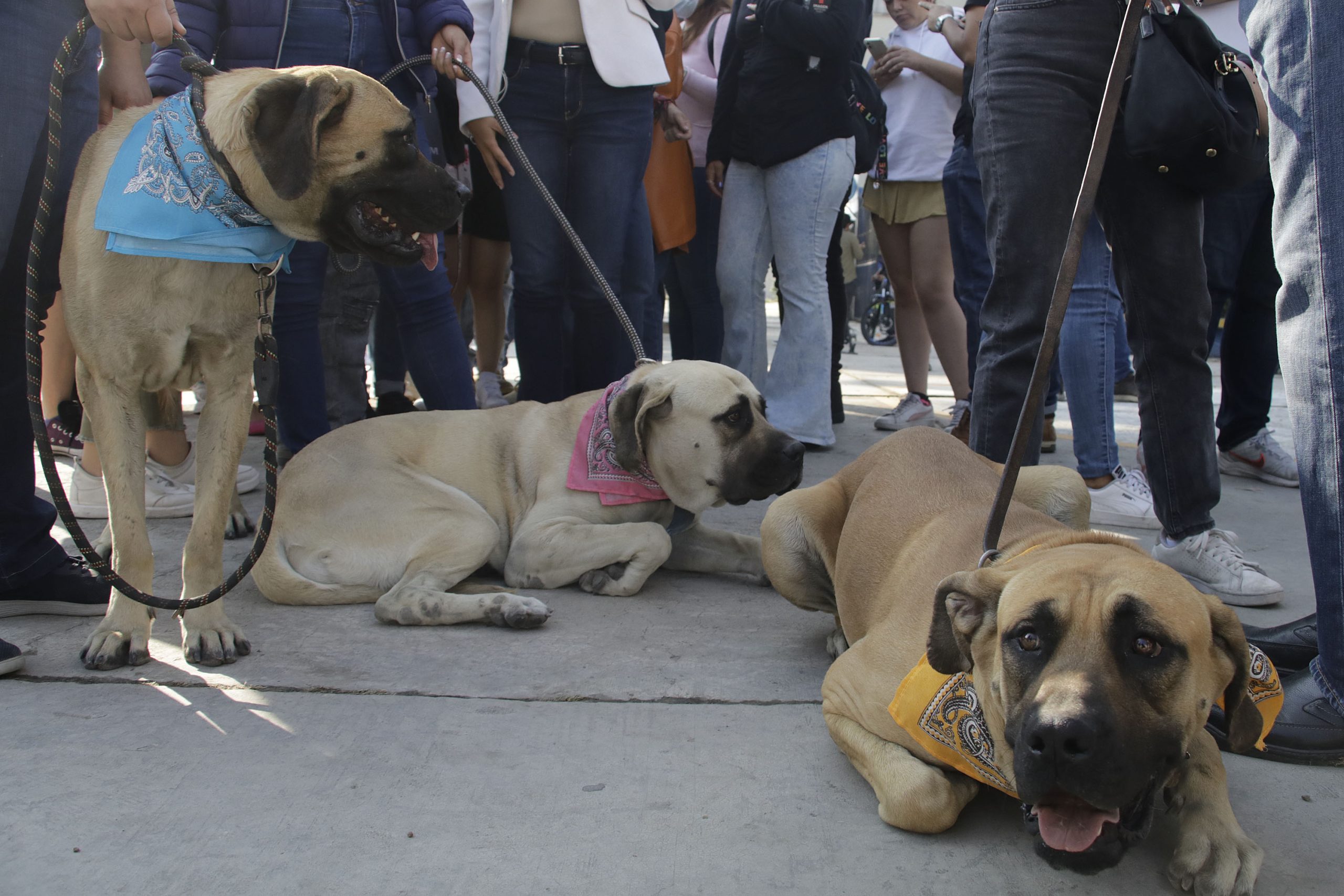 Puebla capital suma más de 300 reportes por maltrato animal desde 2021