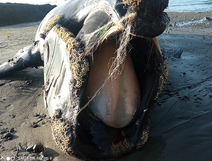 Ejemplar de ballena en peligro crítico de extinción muere enredada con malla de pesca semi industrial en Aysén: hacen llamado a autoridades