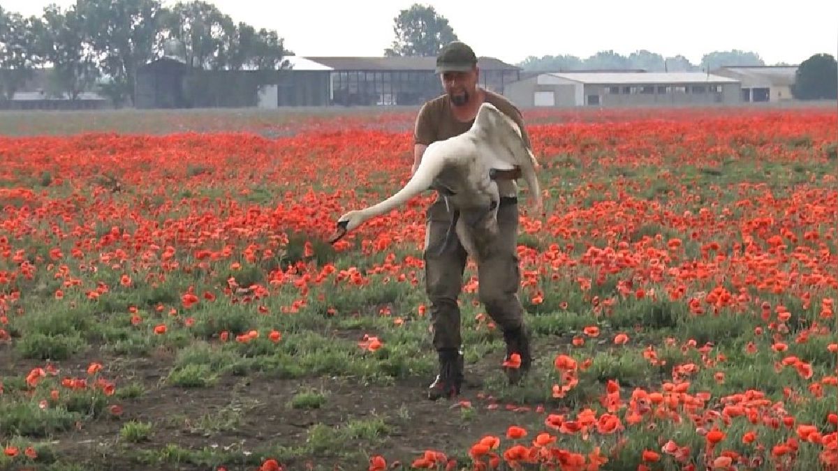 (Video) Cientos de cisnes resultaron drogados en un campo de amapolas en Eslovaquia