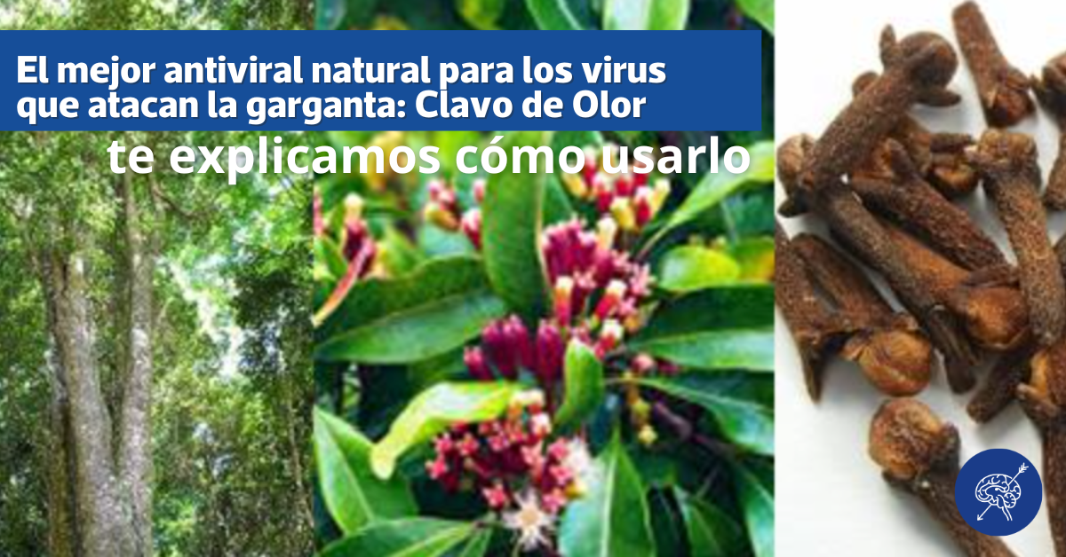 El mejor antiviral natural para los virus que atacan la garganta: Clavo de Olor