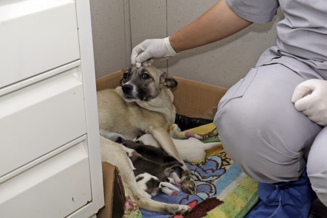 Ciudad de Puebla acumula más del 50% de quejas por maltrato animal