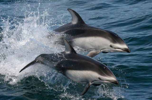 Estudio alerta que tres especies de delfines están expuestos a riesgos en áreas protegidas de la Patagonia por industria acuícola