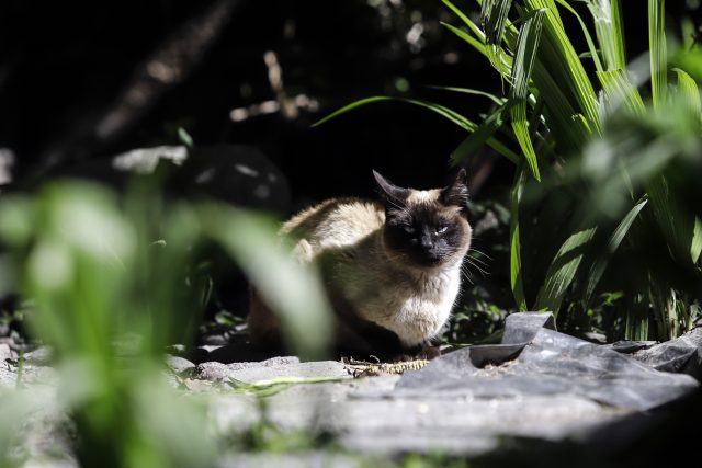 Suman 12 detenidos por maltrato animal en Puebla; sólo un sentenciado
