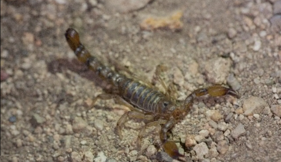 Escorpión mistral, la nueva y rara especie descubierta en Coquimbo