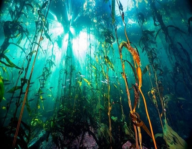 “Fiebre Marrón” o el extractivismo de los bosques de macroalgas marinas en Chile