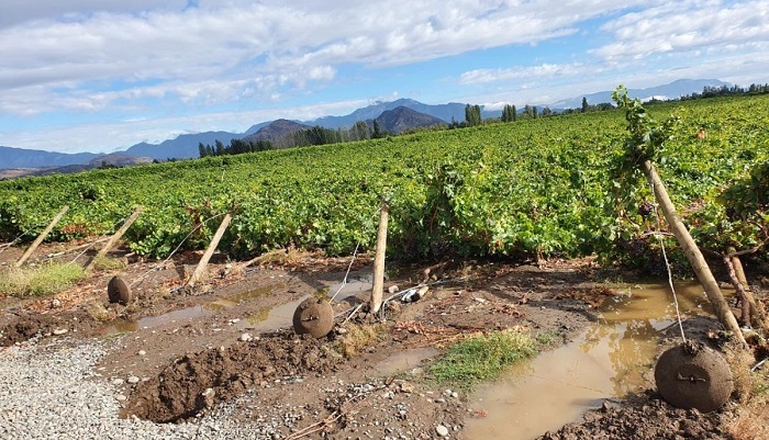 Ministro de Agricultura calificó de «muy graves» los daños en las cosechas de la zona central a causa de las lluvias