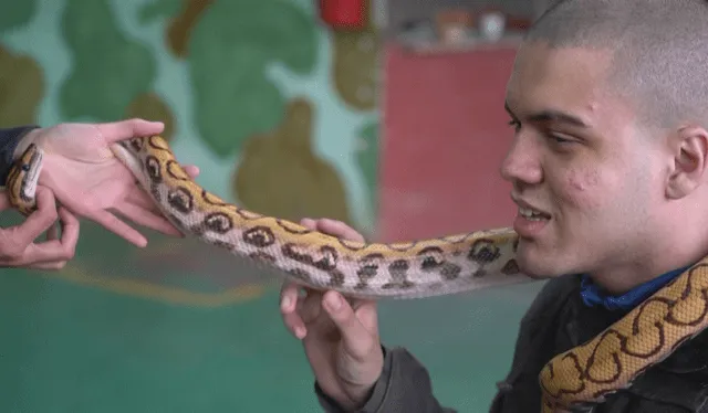 «Es una boa, pero no tengo miedo»: Extraña terapia con serpientes ayuda a personas con autismo y parálisis cerebral (Fotos)