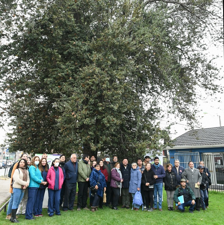 Día del árbol: Un peumo de 100 años es declarado «patrimonio natural» en la comuna de El Bosque