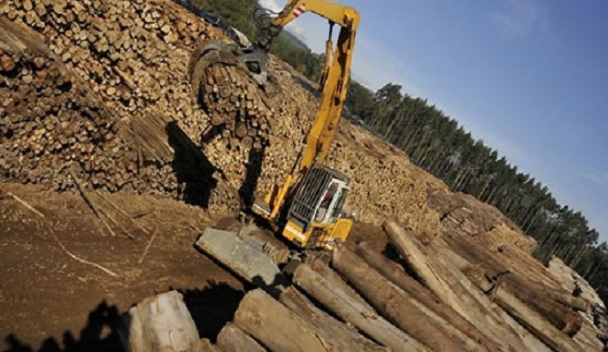 Ya puedes ver aquí el documental “El Problema de Raíz: el modelo forestal y su impacto en Chile”