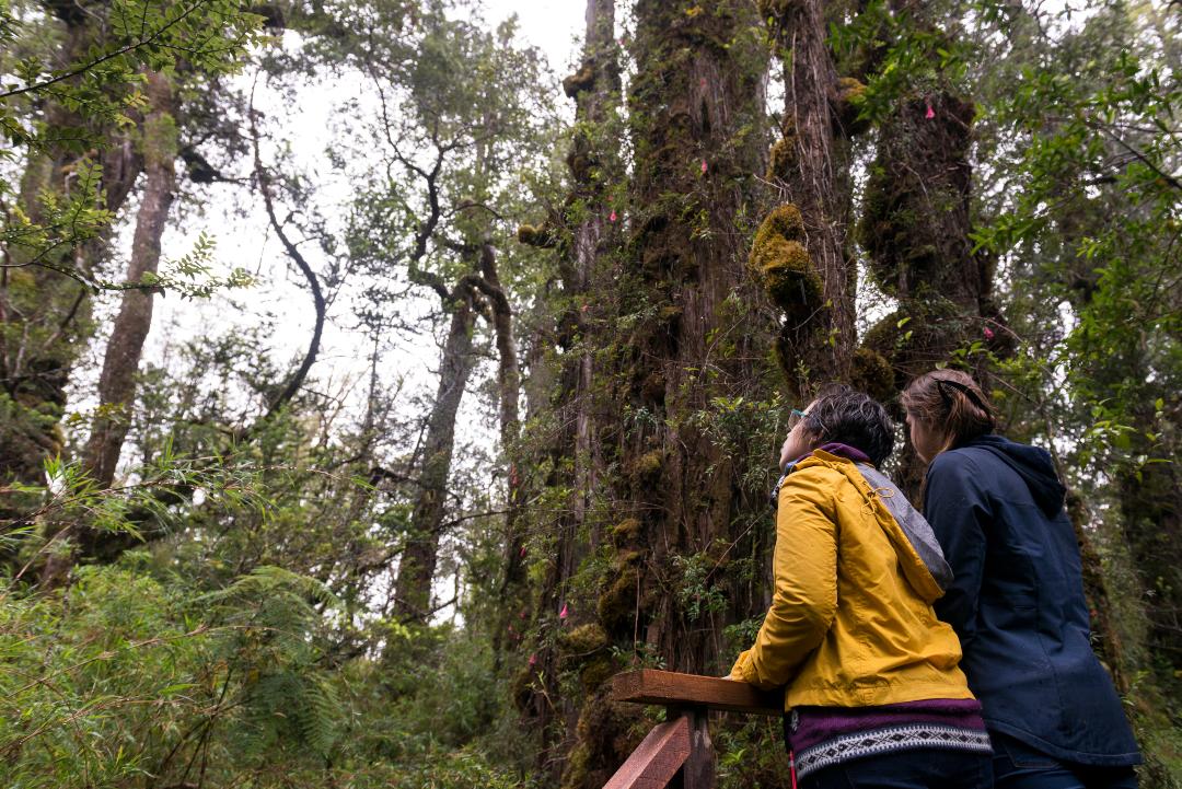 ¿Gobierno ecologista? Científicos denuncian en Revista Science que Chile incumple Tratado de Biodiversidad COP15 con construcción de carretera en Parque Alerce Costero