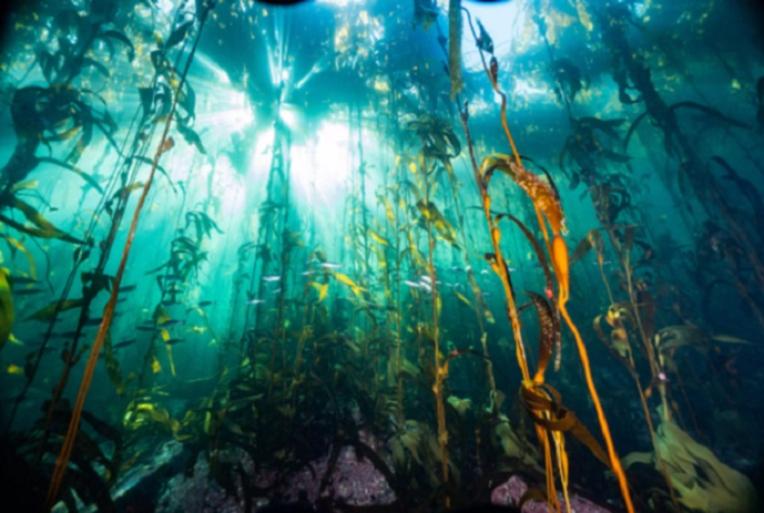 Agencia internacional de noticias destaca a la Patagonia submarina de Chile como “un pulmón verde del planeta”
