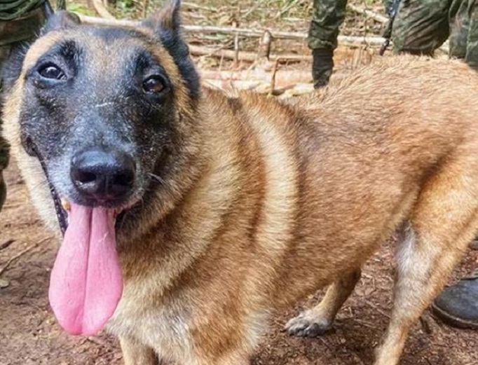 Continúa desaparecido el heroico perro Wilson, rescatista de los 4 niños en la selva amazónica de Colombia