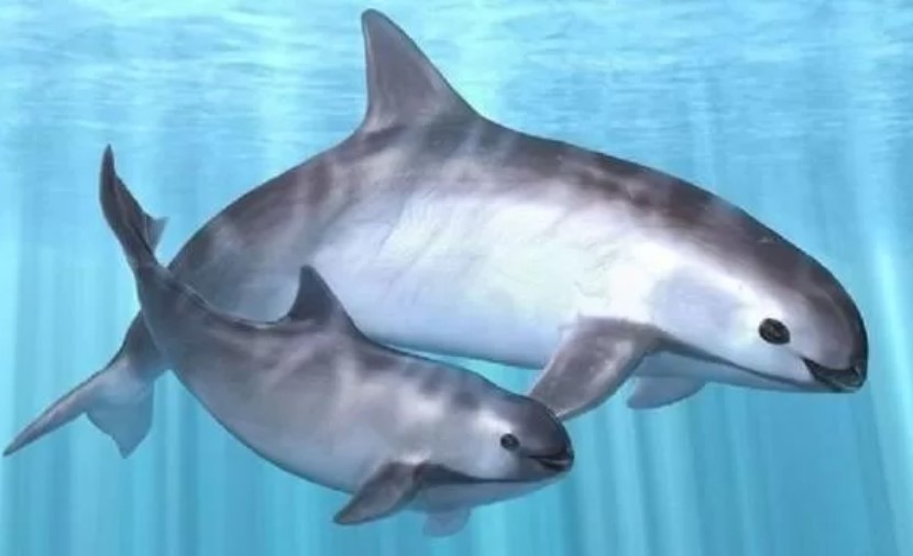 ¡Hay esperanza para salvar a la vaquita marina!, ¿qué dicen expertos?