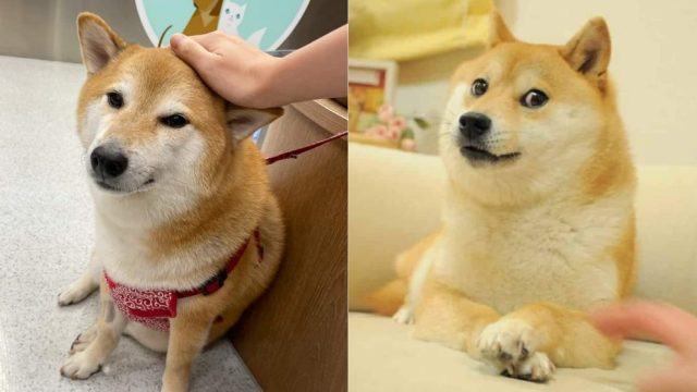 Cheems, el famoso perrito de los memes en redes sociales, es diagnosticado con cáncer