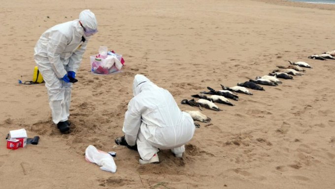 «Sobreexplotación del recurso pesquero»: han encontrado más de cinco mil animales muertos en Uruguay