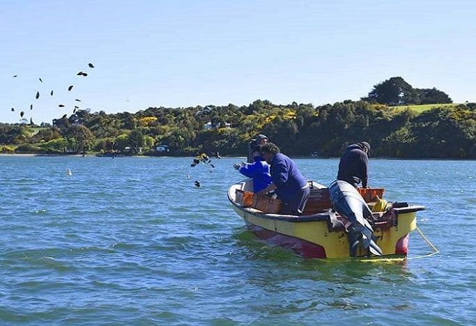 La experiencia comunitaria para el cuidado de los bosques marinos en la Bahía de Ancud, Chiloé