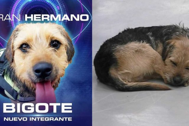 Gran Hermano sobre el maltrato a Bigote:  «No siempre se le ha tratado con el amor que necesita una mascota»