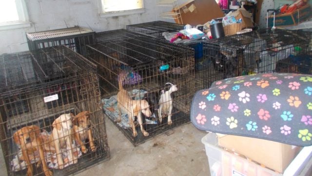 Encuentran a 30 perros muertos y 90 en condiciones terribles en un refugio de rescate en EE.UU.