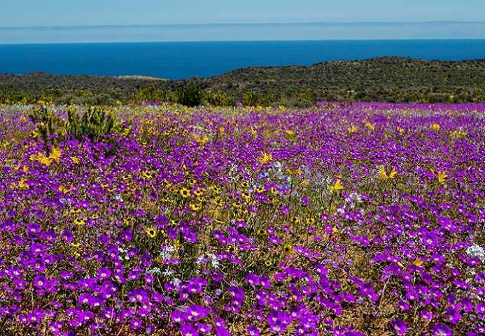 El nuevo Parque Nacional Desierto Florido y los desafíos para proteger más de 200 especies de flores y plantas