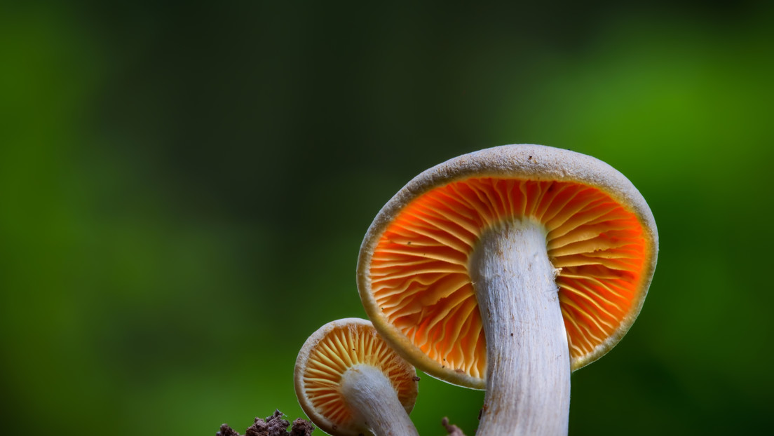 Descubren como los hongos pueden vivir cientos de años sin contraer cáncer