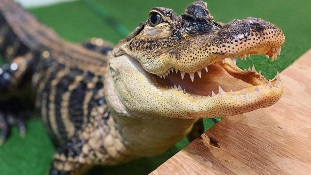 Mueren decenas de animales al incendiarse reserva de fauna silvestre en EE. UU.