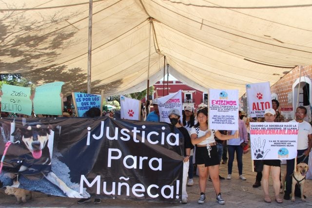 Atlixco: exigen imputar maltrato animal a presunto agresor