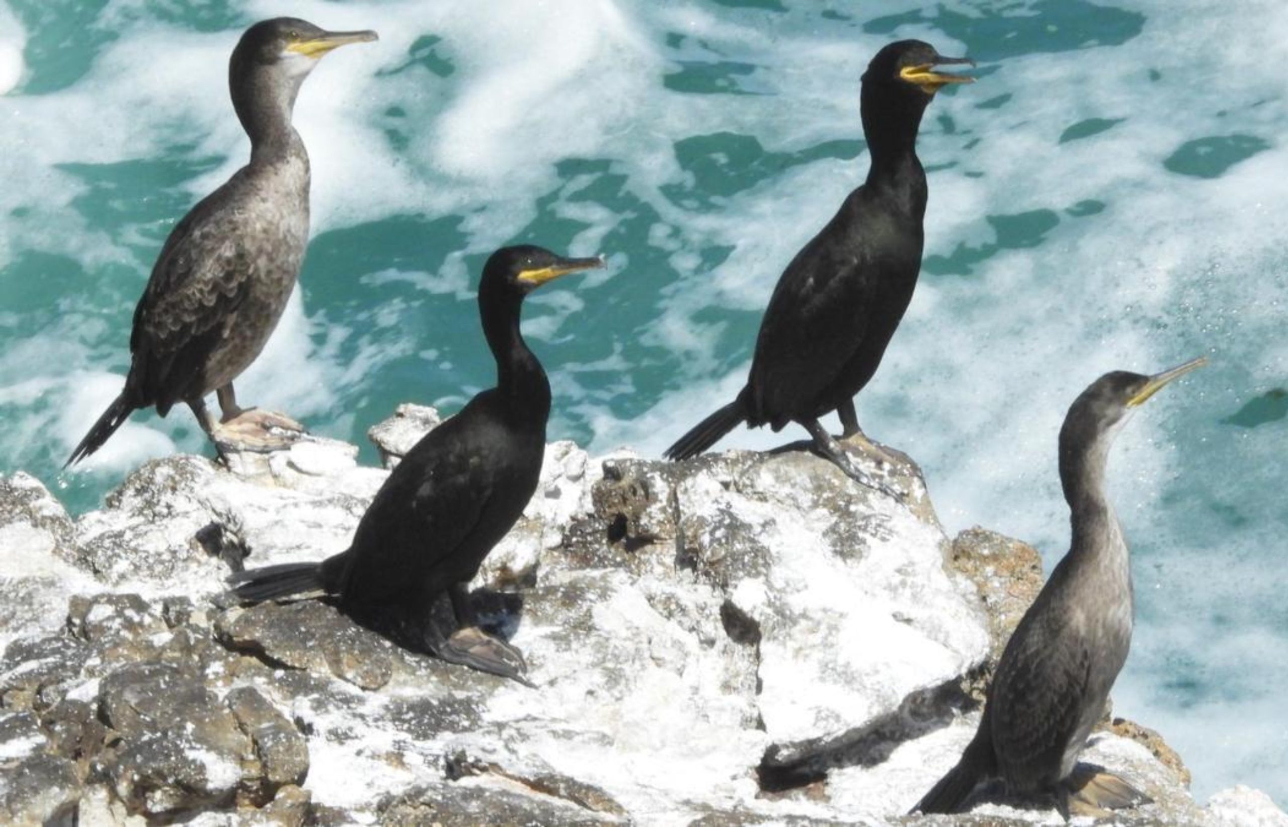 Las aves marinas, otras víctimas de las olas de calor