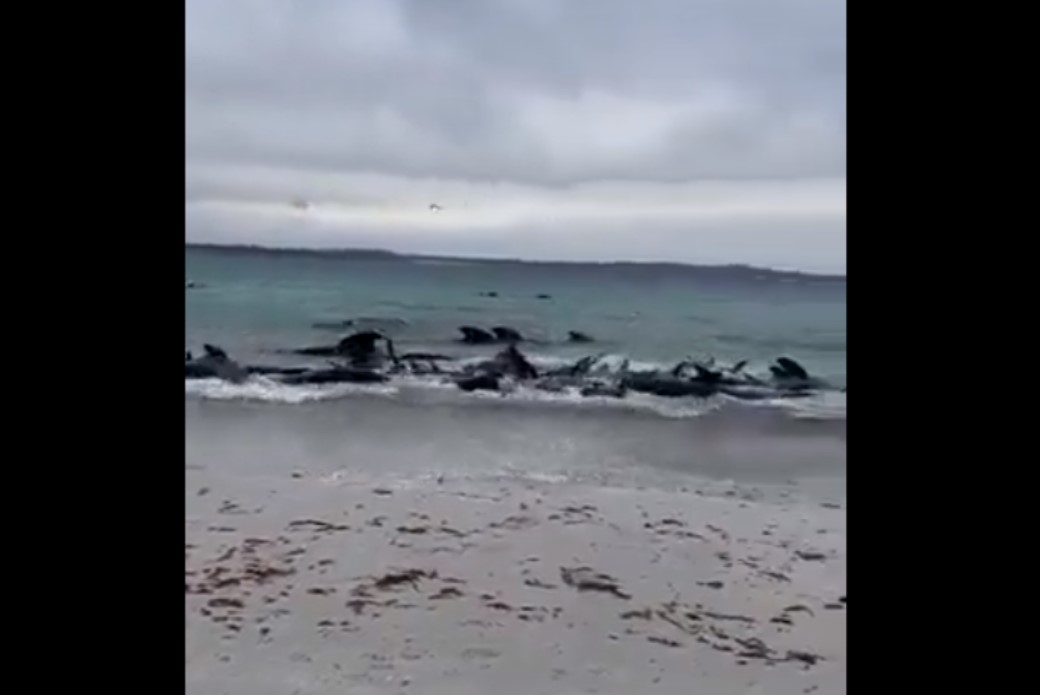 Mueren 51 ballenas tras quedar varadas en Australia