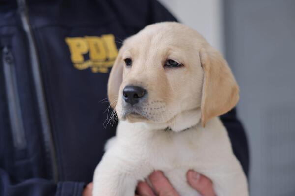 Usuarios podrán elegir el nombre de dos de los cinco nuevos cachorros de la PDI