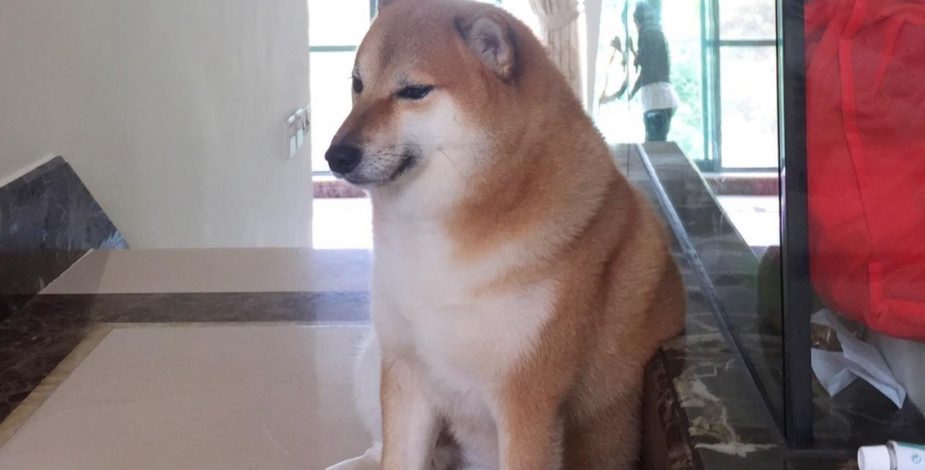 Triste noticia: “Cheems”, el famoso perrito viral de los memes tiene cáncer