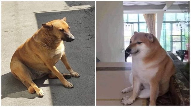 Conoce a Cheempe, el perro mexicano que es muy similar al famoso perro de los memes Cheems (FOTOS)