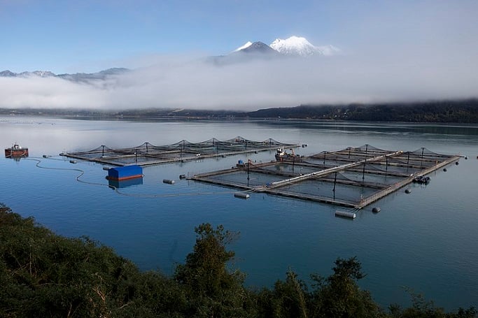 Hay 166 concesiones salmoneras de la gran industria en causal de caducidad en Región de los Lagos