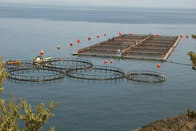 Remezón en el sur de Chile: Habría 400 concesiones acuícolas salmoneras con causal de caducidad