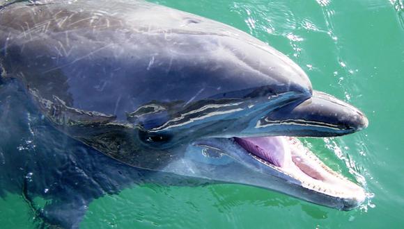 Ataque de furioso delfín deja a un hombre con fractura de costillas en Japón