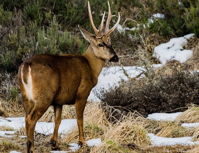 Huemul: el ciervo sur andino en peligro de extinción